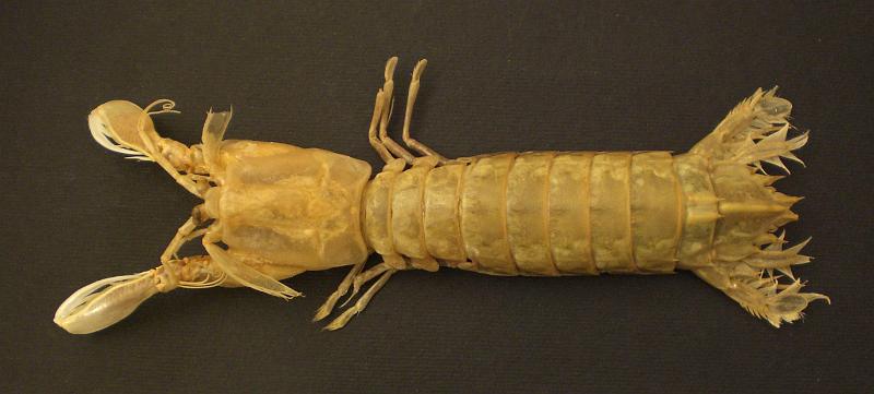 Faughnia serenei T.F.C. male total body.jpg